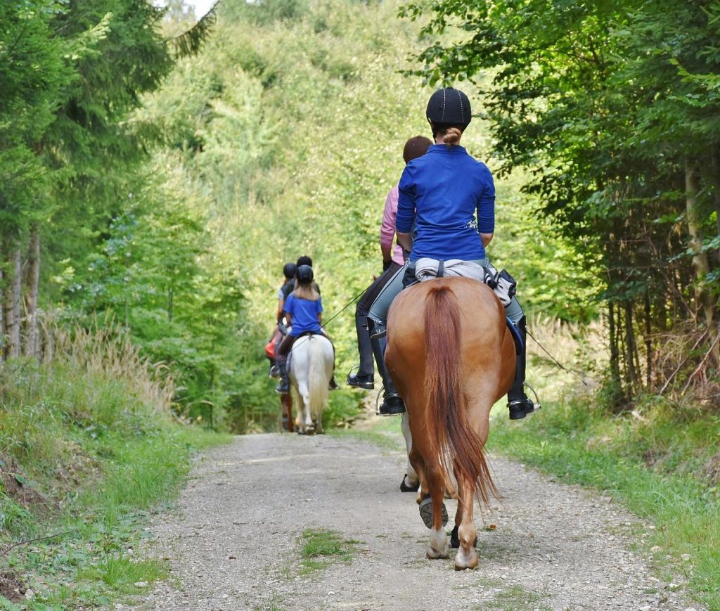 Paarden in een professionele manege Rotterdam met goede faciliteiten en zorgen voor gezonde dieren