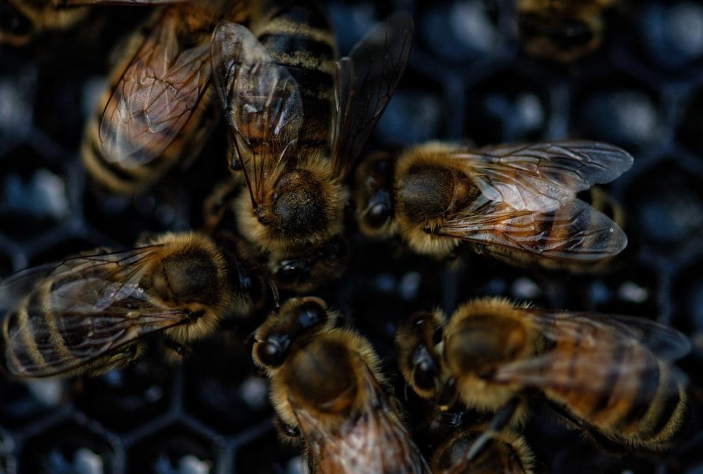 Bijenbrood in de natuurlijke geneeskunde: fermentatieproces van stuifmeel, honing en enzymen voor gezondheidsvoordelen