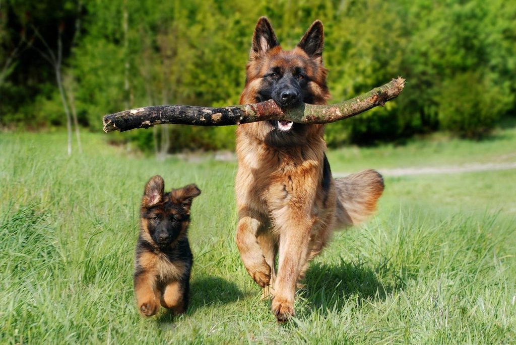 Hondenfokker in Heerhugowaard met gezonde pups in een schone fokkerij omgeving