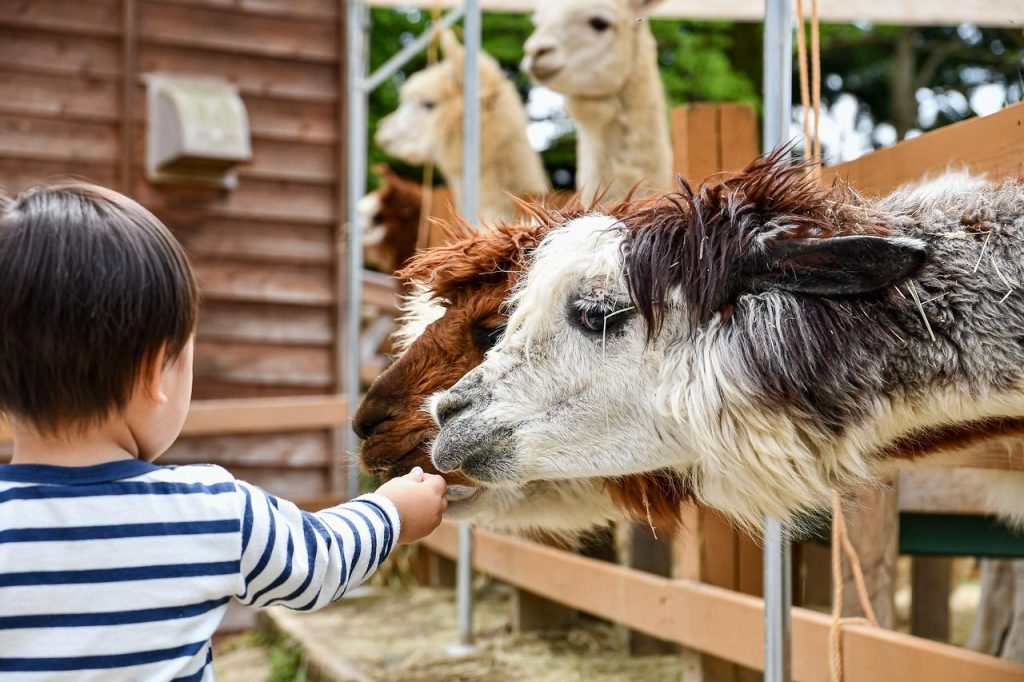 Kinderboerderij in Tiel met kinderen die genieten van boerderijdieren en natuur